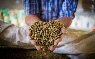 Antibiotic Alternatives Stimulate New Product Development in Global Animal Feed Ingredient Market