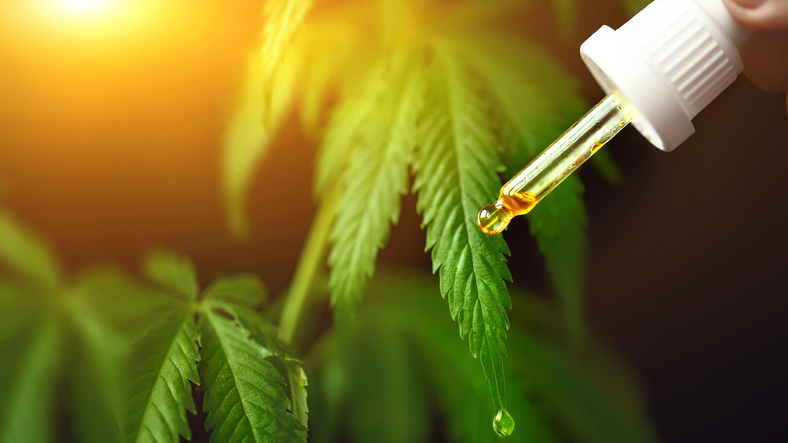 Global Cannabidiol Legalization Trend to Shape the CBD Market’s Future Growth