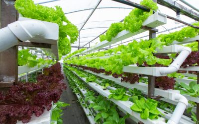 Advancements in Technology Lead the Vertical Farming Sector toward Prosperity