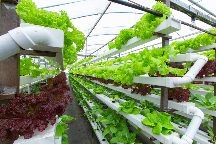 Advancements in Technology Lead the Vertical Farming Sector toward Prosperity